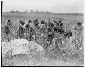 African-Americans pick cotton
